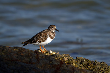 Ruddy Turnstone at dawn on Florida's Gulf Coast in spring
