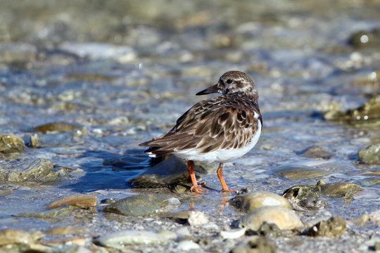 Ruddy Turnstone at dawn on Florida's Gulf Coast in spring