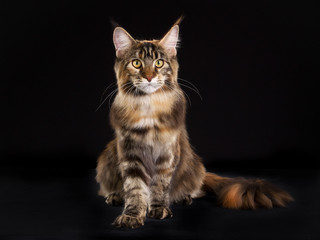 Fototapeta na wymiar Maine Coon cat