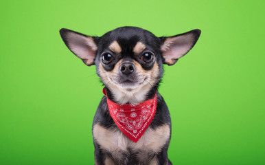 Beautiful chihuahua dog. Animal portrait. Stylish photo. Green background. Collection of funny animals