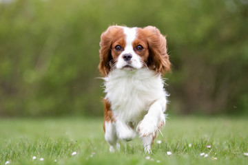 Cavalier King Charles Spaniel dog outdoors in nature