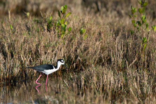 Black-necked Stilt hunts a meal in a coastal Florida marsh