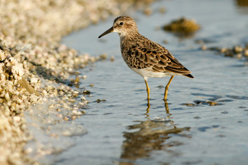 Sandpiper in the water at California's Salton Sea