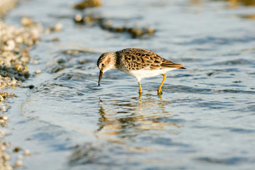 Sandpiper fishes in the water at California's Salton Sea