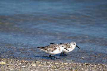 Two Semipalmated Sandpipers on Florida's Atlantic Coast in spring 