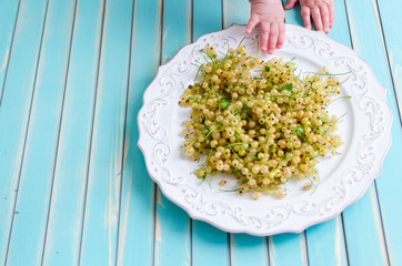 Fresh white currant on plate with little child baby hands around it over rustic wooden turquoise table background