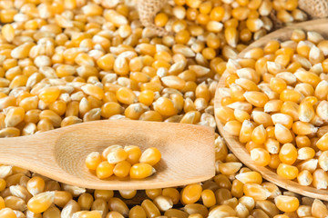 Raw popcorn in a wooden spoon