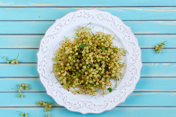 Fresh white currant on plate on rustic wooden turquoise background