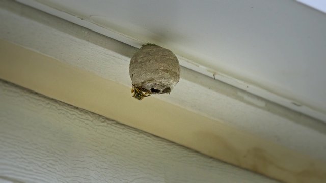 4K Wasp Nest on Side of House Gets Sprayed 4355