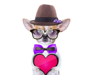 Smart beautiful dog with icon heart. Funny animals. Fashionable dog dressed in beautiful clothes. Valentine's day holiday