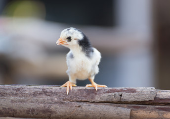 little chickens
