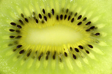 Kiwi Frucht Detail