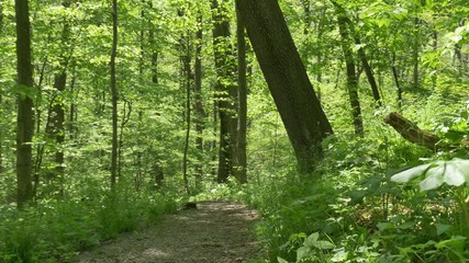 4K Walking on a Path in the Woods 4375
