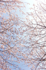 桜 / Cherry blossoms