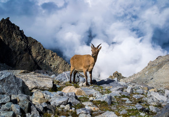 Wild mountain stone goat. Standing on the highland. Clouds behind him. Background blurred. Focus on the center