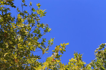 Blue sky with green leaves of sycamore tree background.