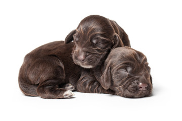 Couple of week old russian spaniel puppies isolated on white bac