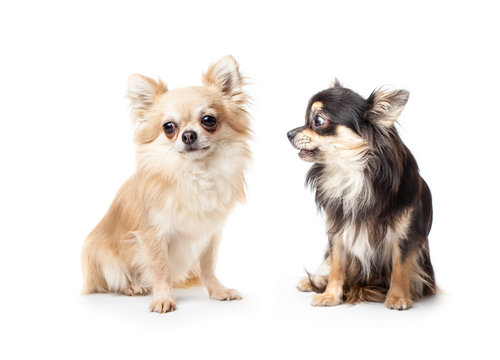 Couple of long-haired chihuahua isolated on white background