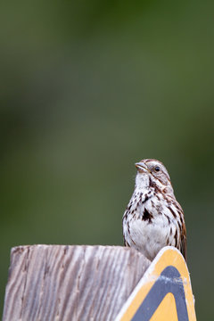 Fox Sparrow in spring in Leo Carrillo State Park near Malibu, California