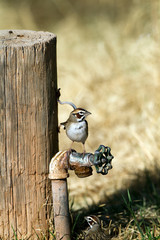 Thirsty Lark Sparrow seeks water at a leaky faucet in Palo Duro Canyon State Park in Texas