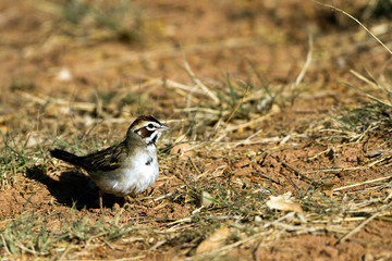 Fototapeta premium Lark Sparrow on the ground in Palo Duro Canyon State Park in the Texas Panhandle