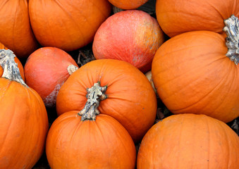 Big mix of Halloween pumpkins, fall