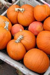 Big mix of Halloween pumpkins, fall