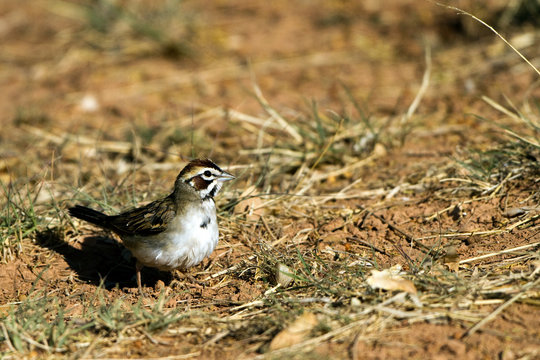Lark Sparrow on the ground in Palo Duro Canyon State Park in the Texas Panhandle