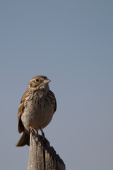 Sage Sparrow on a rural Colorado fence post in autumn