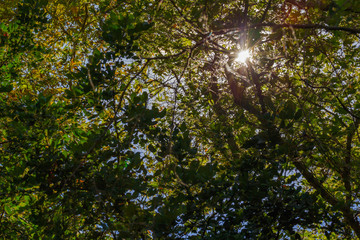 Fototapeta premium Autumn first yellow leafs in sun light background