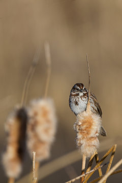 Savannah Sparrow on a cattail in a southern Colorado marsh
