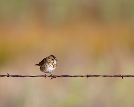 Savannah Sparrow on a barbed-wire fence in southern Colorado in autumn