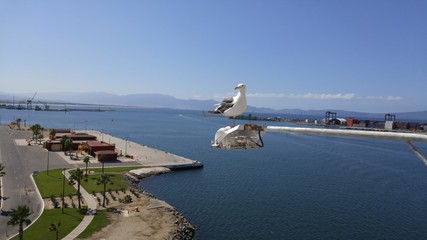 Sea gull in Mexico overlooking Ocean