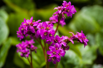 Obraz premium Lavender flowers