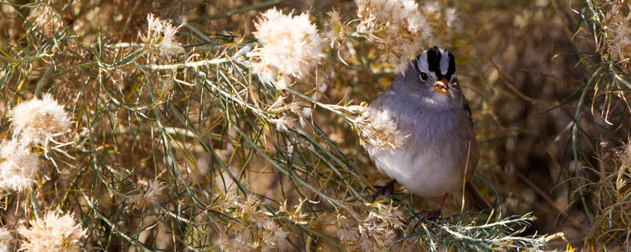 White-crowned Sparrow eats seed in a Colorado Chamisa bush in autumn
