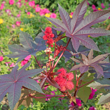 Rizinusbaum - Ricinus communis