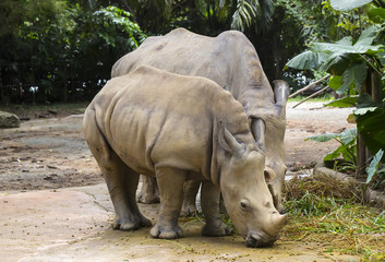 Obraz premium large adult rhino eating grass in a zoo