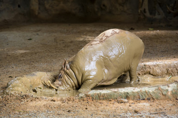 Obraz premium adult warthog digging in the mud puddle