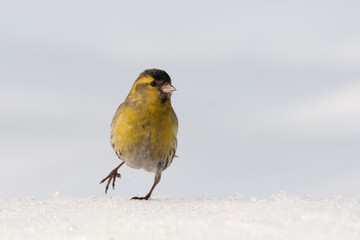 Walking winter Siskin in snow
