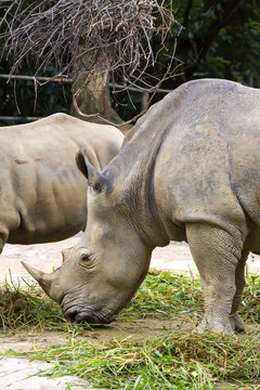 large adult rhino eating grass in a zoo