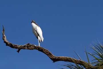Endangered Wood Stork on Florida's Atlantic Coast