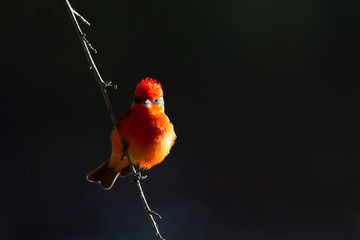 Scarlet Tanager at dawn on a spring morning in Patagonia, Arizona