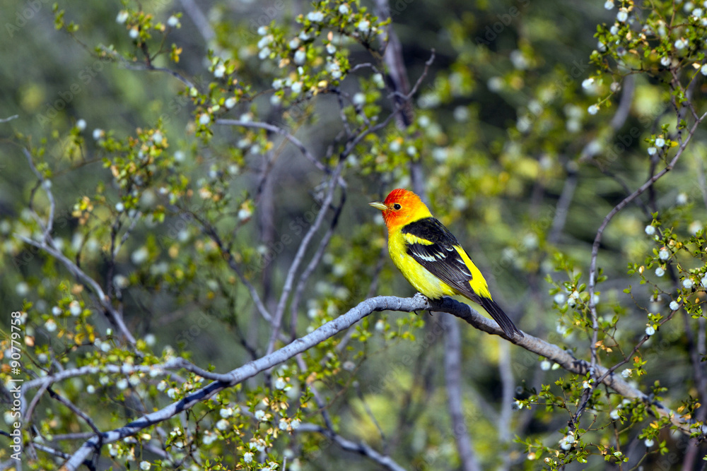 Sticker Male Western Tanager in breeding plumage in southern Arizona