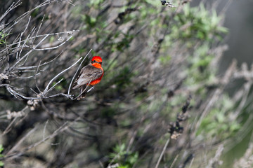 Scarlet Tanager in Patagonia, Arizona, in spring