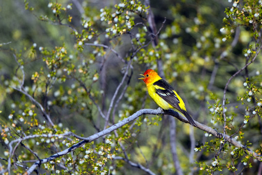 Male Western Tanager in breeding plumage sings in southern Arizona