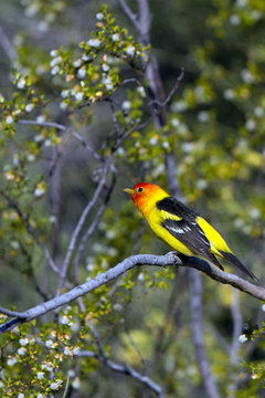 Male Western Tanager in breeding plumage in southern Arizona