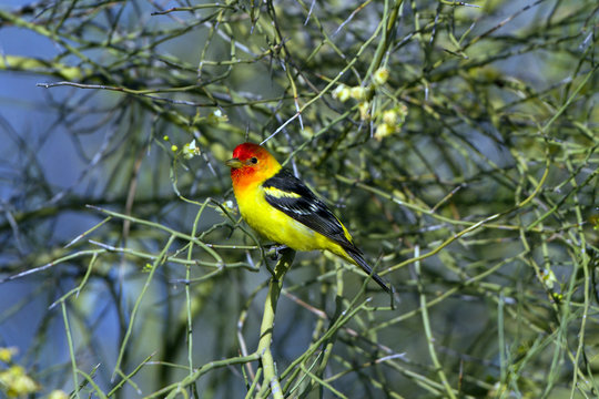 Beautiful male Western Tanager in breeding plumage in southern Arizona