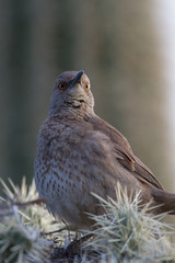 Curve-billed Thrasher on a Cholla cactus with a Giant Saguaro in the background