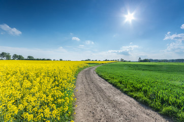 Rapeseed and cereal field divided by a country road on a sunny afternoon
