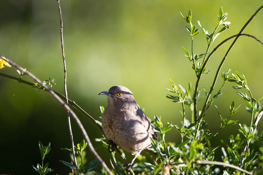 Curve-billed Thrasher at dawn on a spring day in Patagonia, Arizona